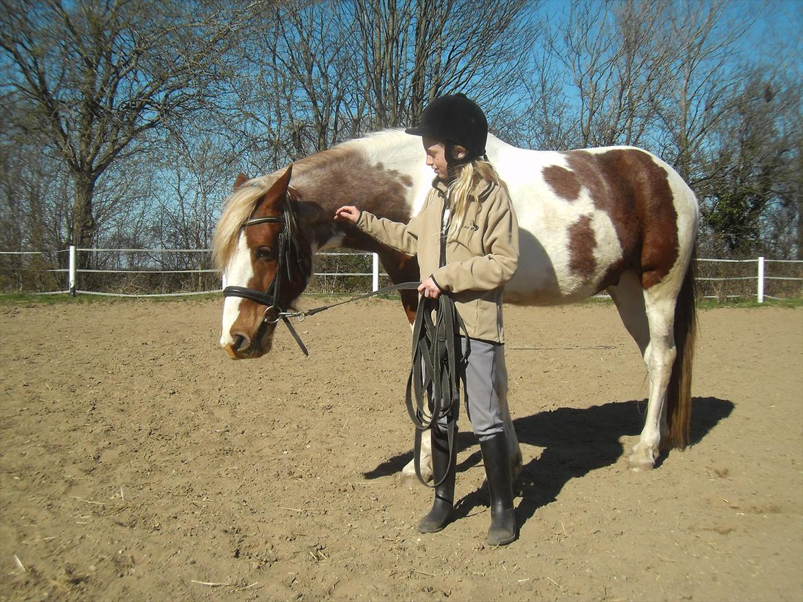 Pinto Araber Diablo (Den plettede!) billede 18