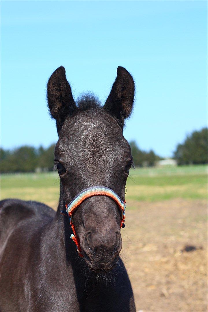 New Forest Calandias Blackjack billede 1