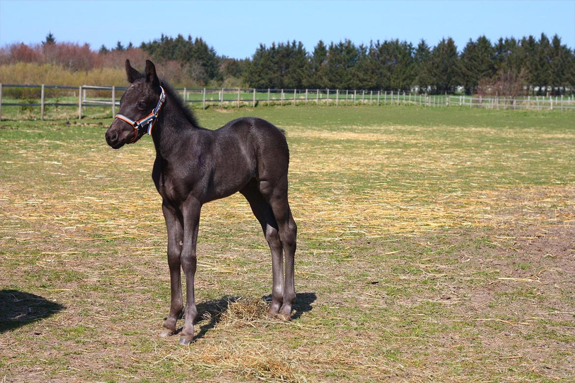 New Forest Calandias Blackjack billede 7