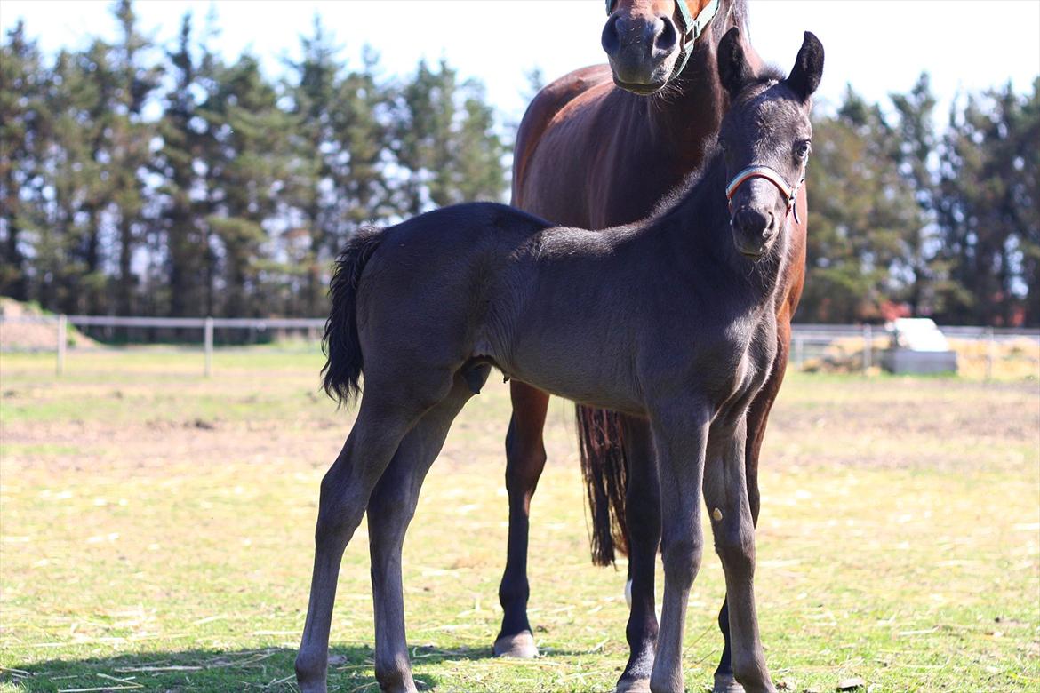 New Forest Calandias Blackjack billede 10