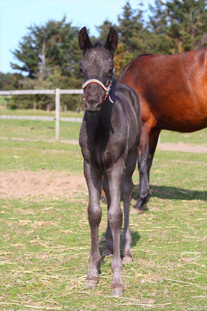 New Forest Calandias Blackjack billede 13