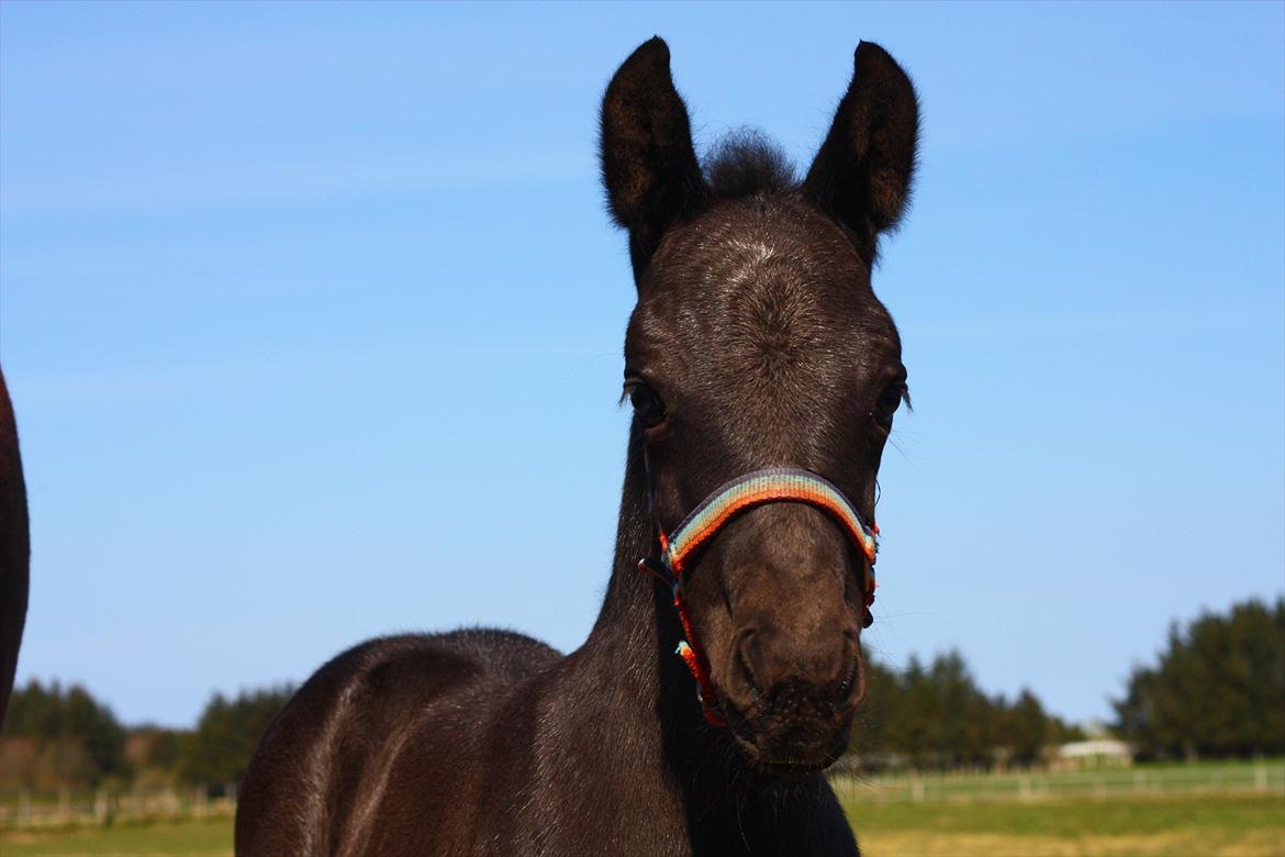 New Forest Calandias Blackjack billede 15