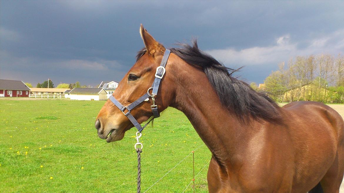 Traver Prøv DDS (hun kaldes Pearl) :-) - Ude og gå tur :-) Billedet er IKKE redigeret :-) billede 1