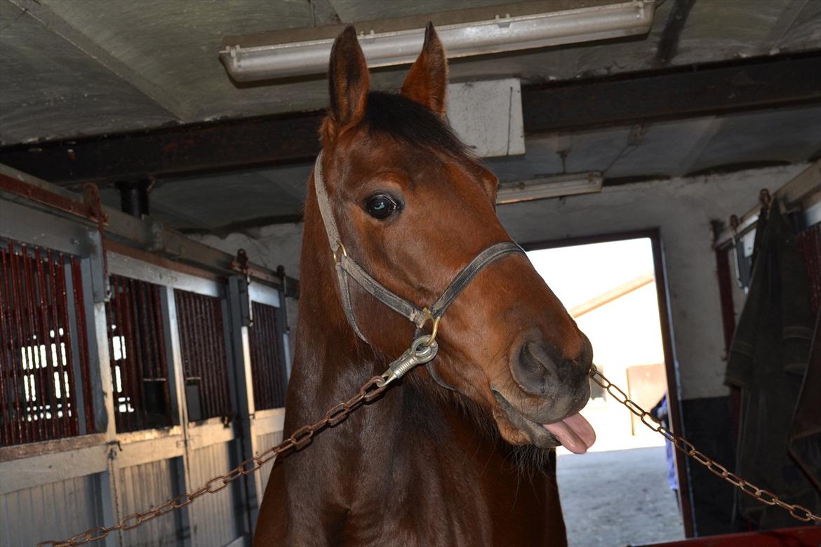 Traver Prøv DDS (hun kaldes Pearl) :-) billede 3