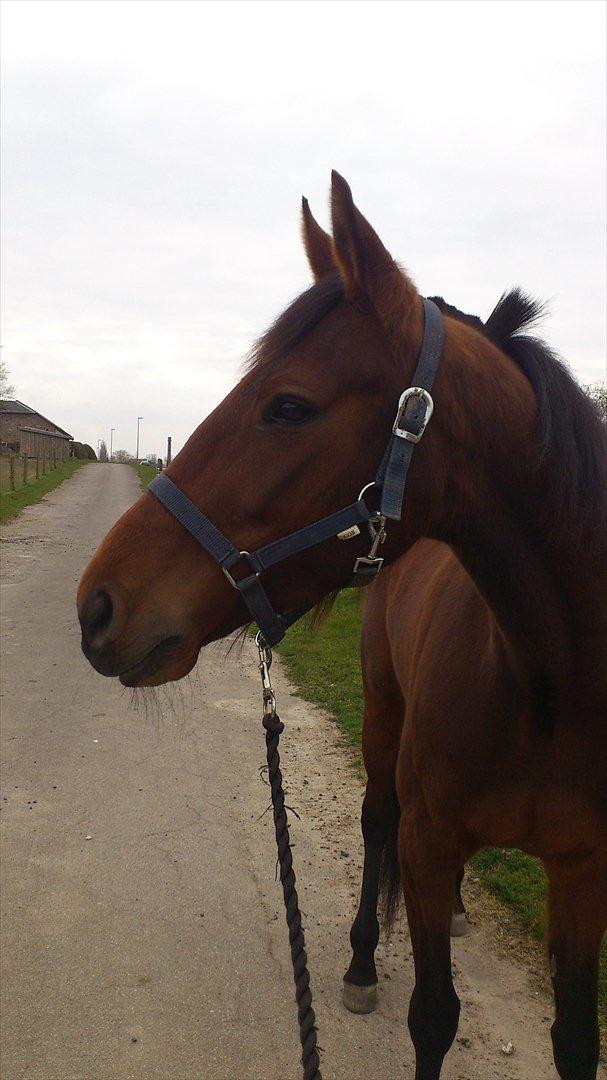 Traver Prøv DDS (hun kaldes Pearl) :-) billede 4