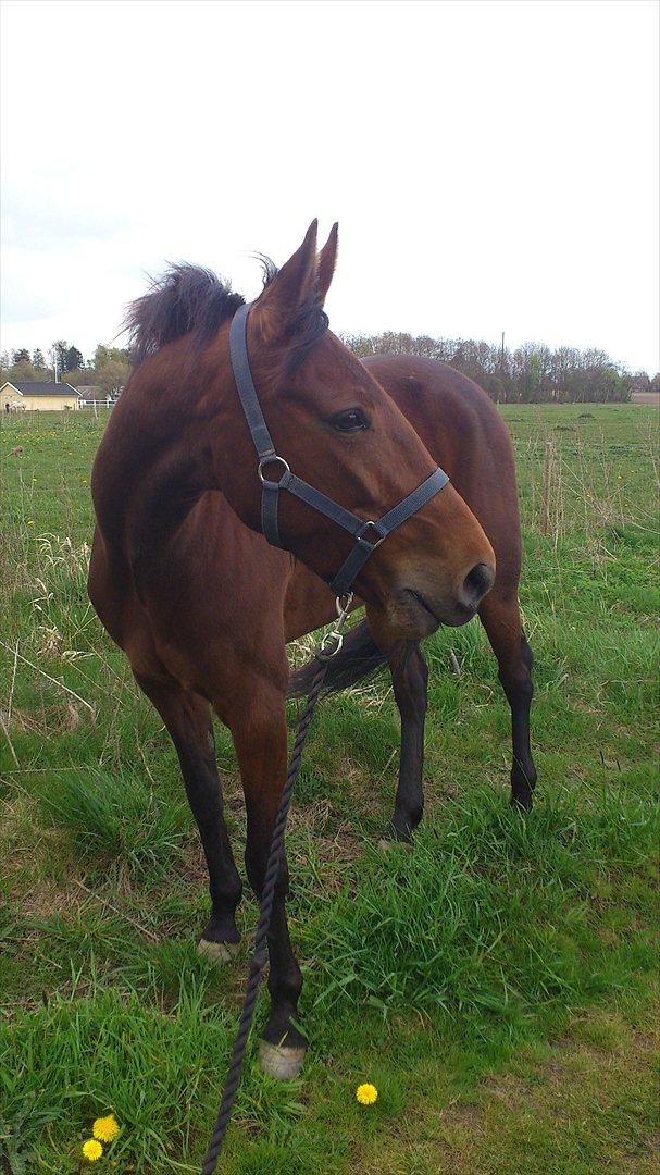 Traver Prøv DDS (hun kaldes Pearl) :-) billede 6