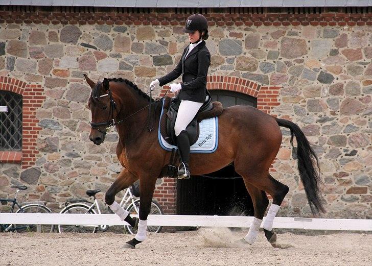 Trakehner Hronas - Vilhelmsborg 2011 billede 1