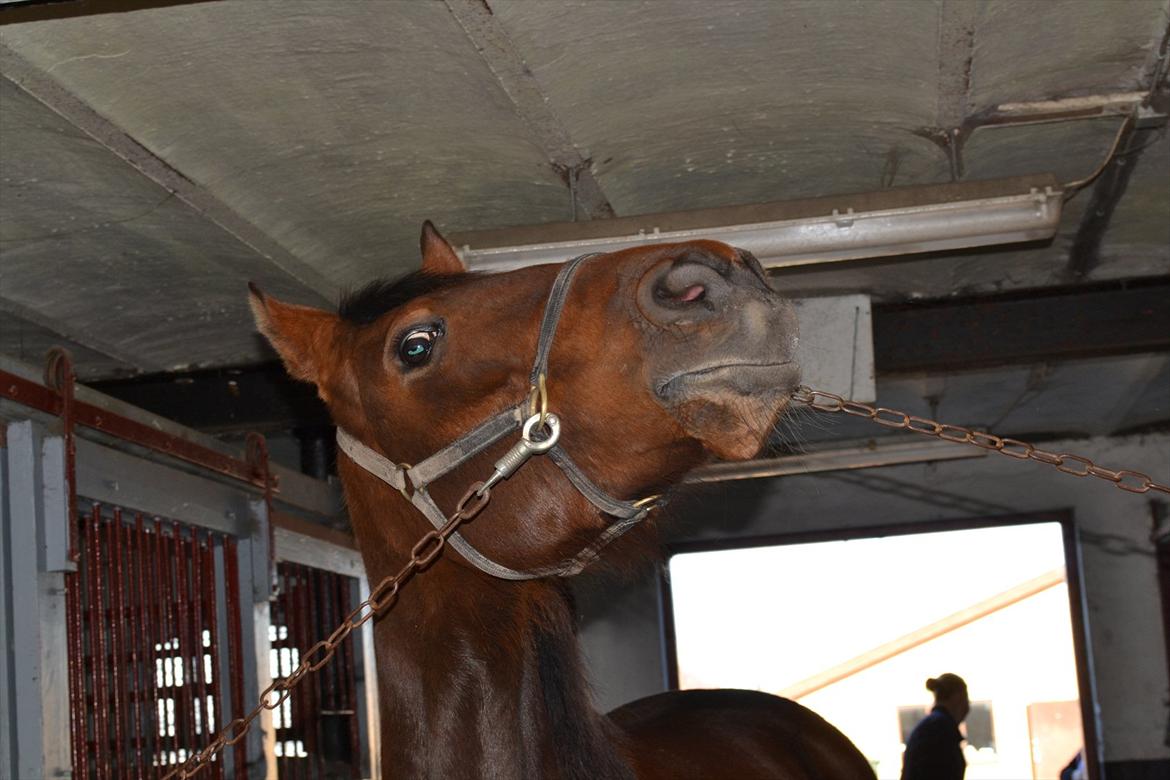 Traver Prøv DDS (hun kaldes Pearl) :-) billede 5