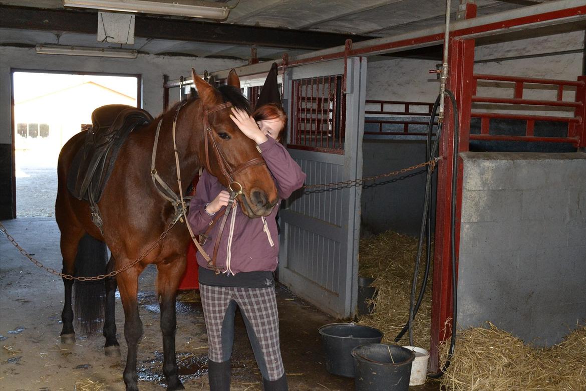 Traver Prøv DDS (hun kaldes Pearl) :-) billede 2