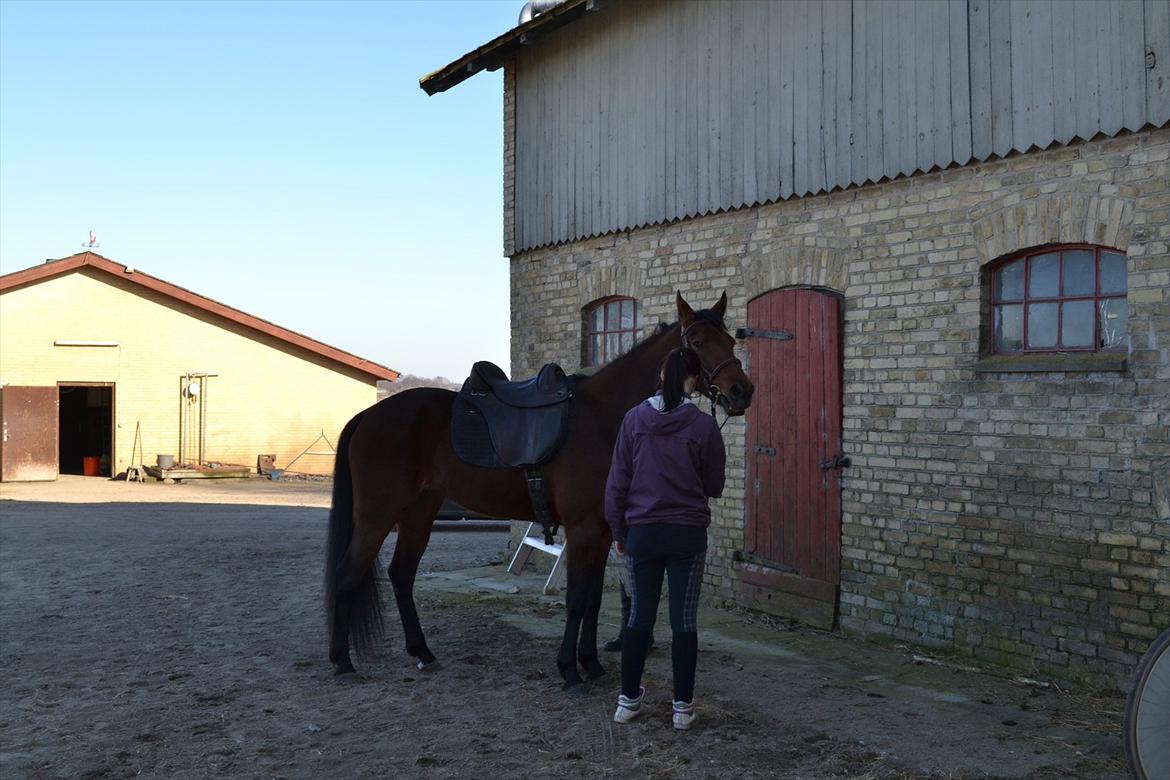 Traver Prøv DDS (hun kaldes Pearl) :-) billede 9