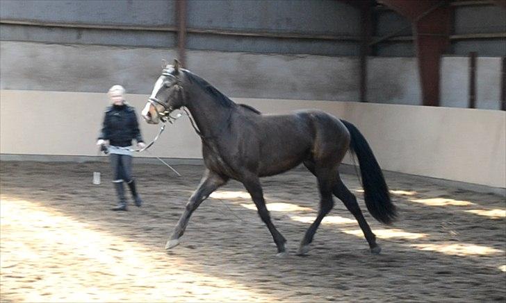 Dansk Varmblod / Sportspony   November Surprise - 29 April 2012 billede 21