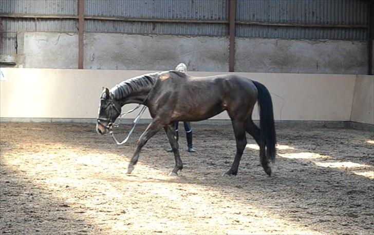 Dansk Varmblod / Sportspony   November Surprise - 29 April 2012 - Hun er blevet så fin :D <3 billede 22