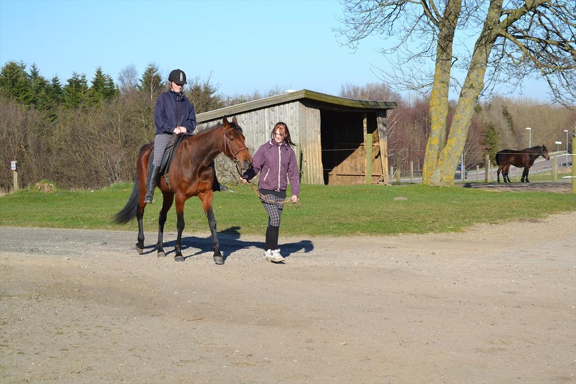 Traver Prøv DDS (hun kaldes Pearl) :-) billede 12