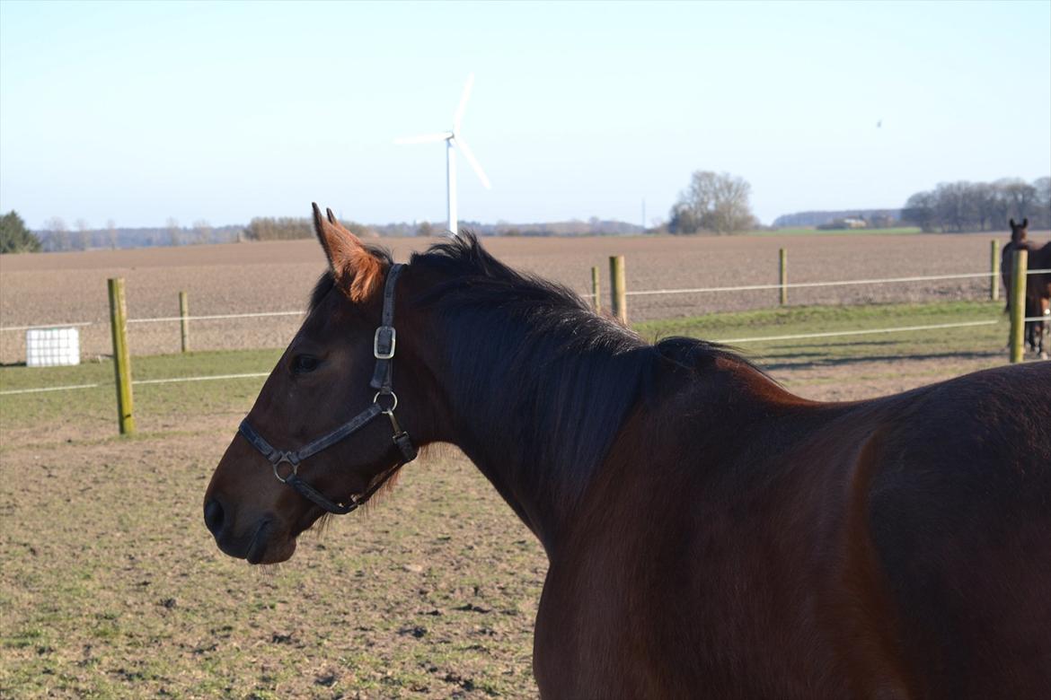 Traver Prøv DDS (hun kaldes Pearl) :-) billede 16