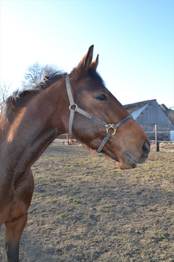 Traver Prøv DDS (hun kaldes Pearl) :-) billede 8