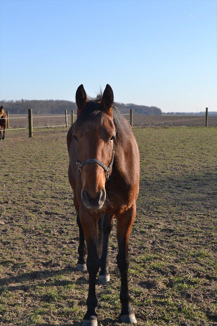 Traver Prøv DDS (hun kaldes Pearl) :-) billede 18