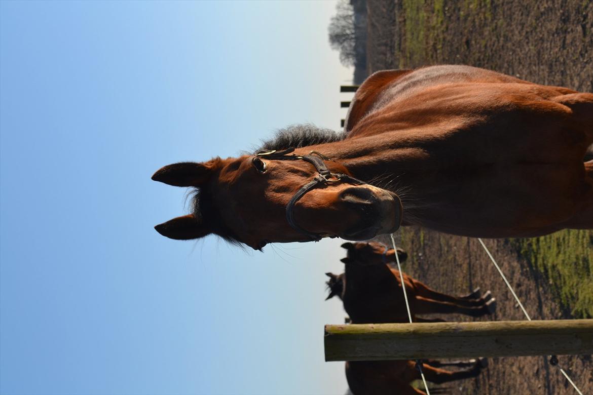 Traver Prøv DDS (hun kaldes Pearl) :-) billede 14