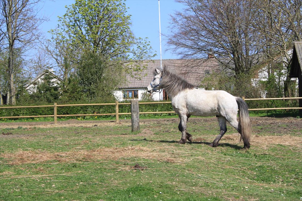 Islænder Fylkir fra Lille Hødal billede 7