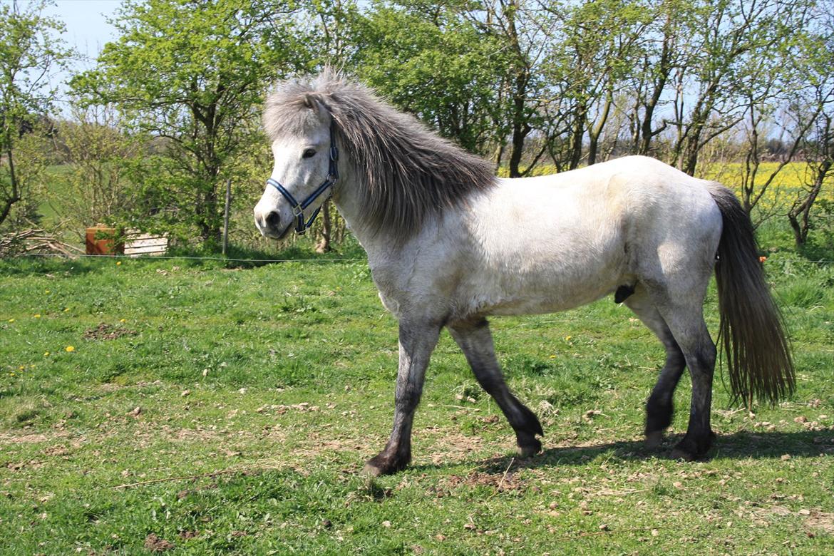 Islænder Fylkir fra Lille Hødal billede 8