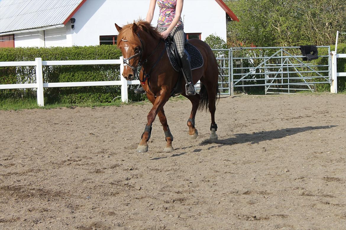 Tysk Sportspony Roxane (SOLGT) - ♥Vær sand og ærlig, 
  vær tro og kærlig,
  så alle vil sige,
  at sådan en pige,
  er god at vinde,
  men svær at finde. Roxane♥ billede 18