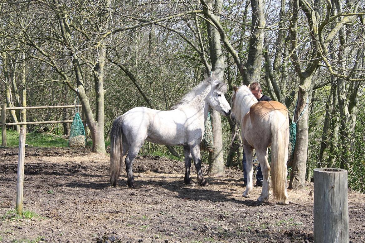 Islænder Fylkir fra Lille Hødal billede 9