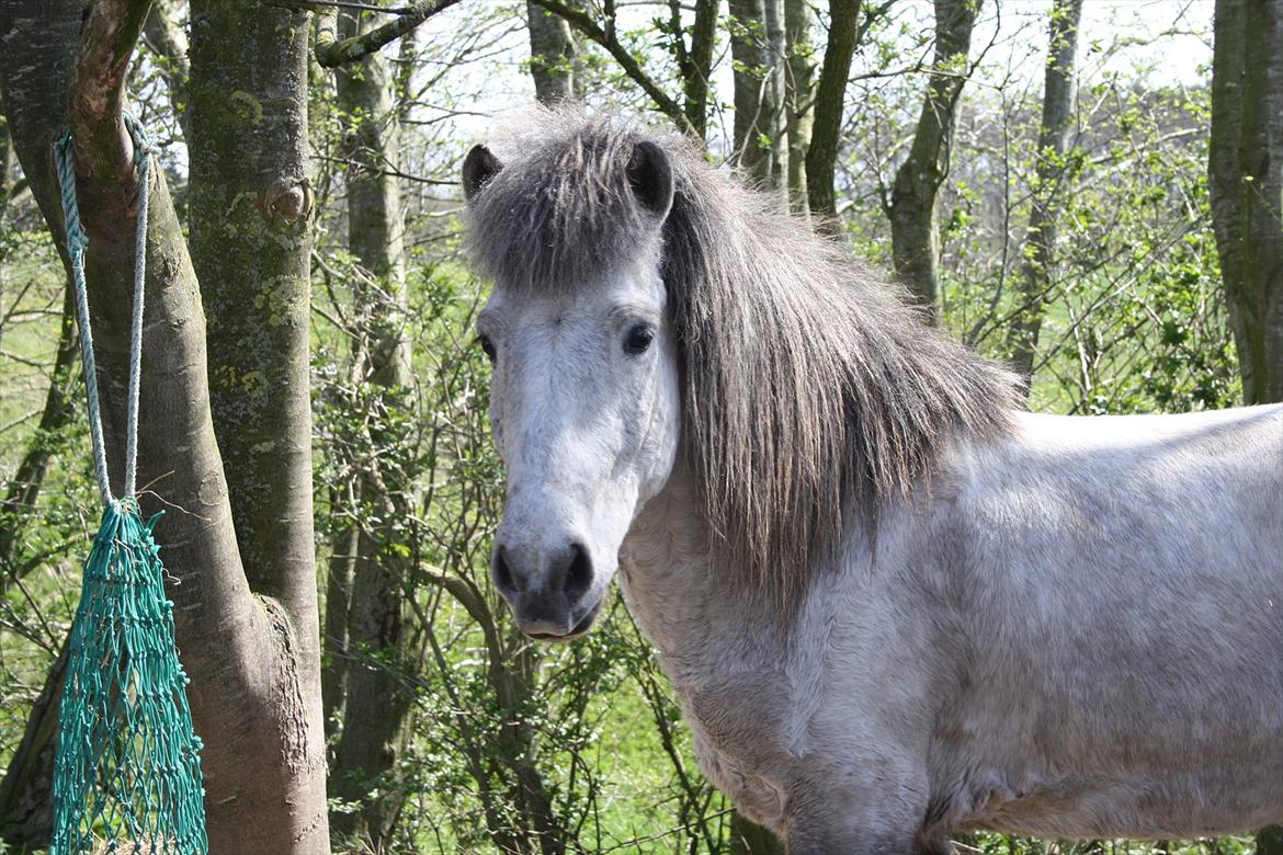 Islænder Fylkir fra Lille Hødal billede 10