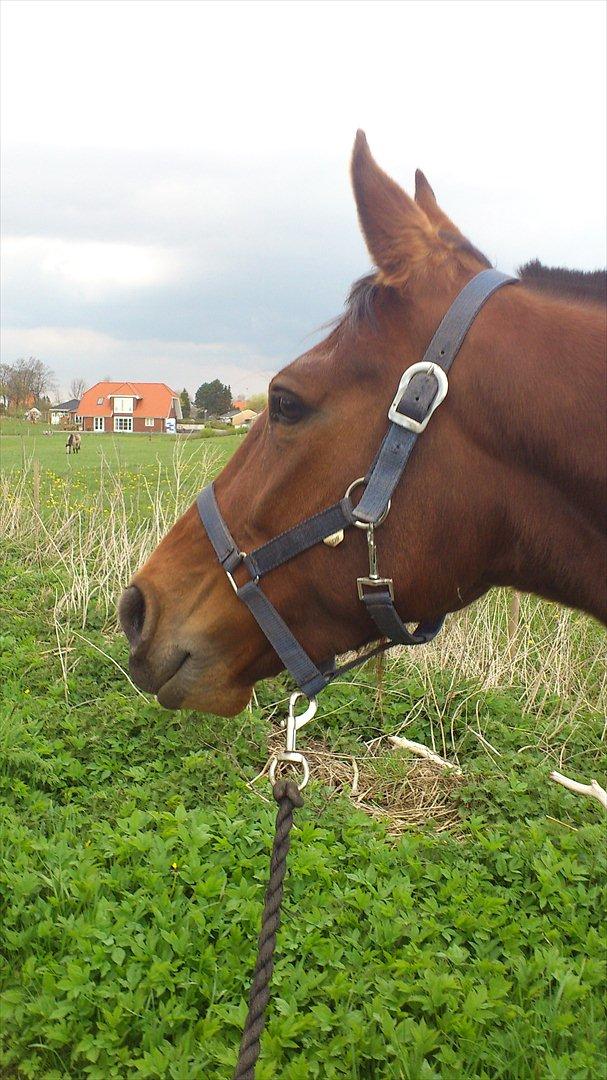 Traver Prøv DDS (hun kaldes Pearl) :-) billede 19