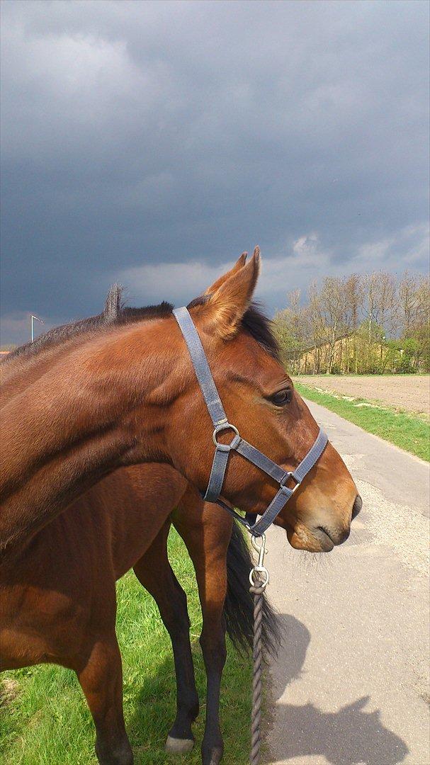 Traver Prøv DDS (hun kaldes Pearl) :-) billede 13