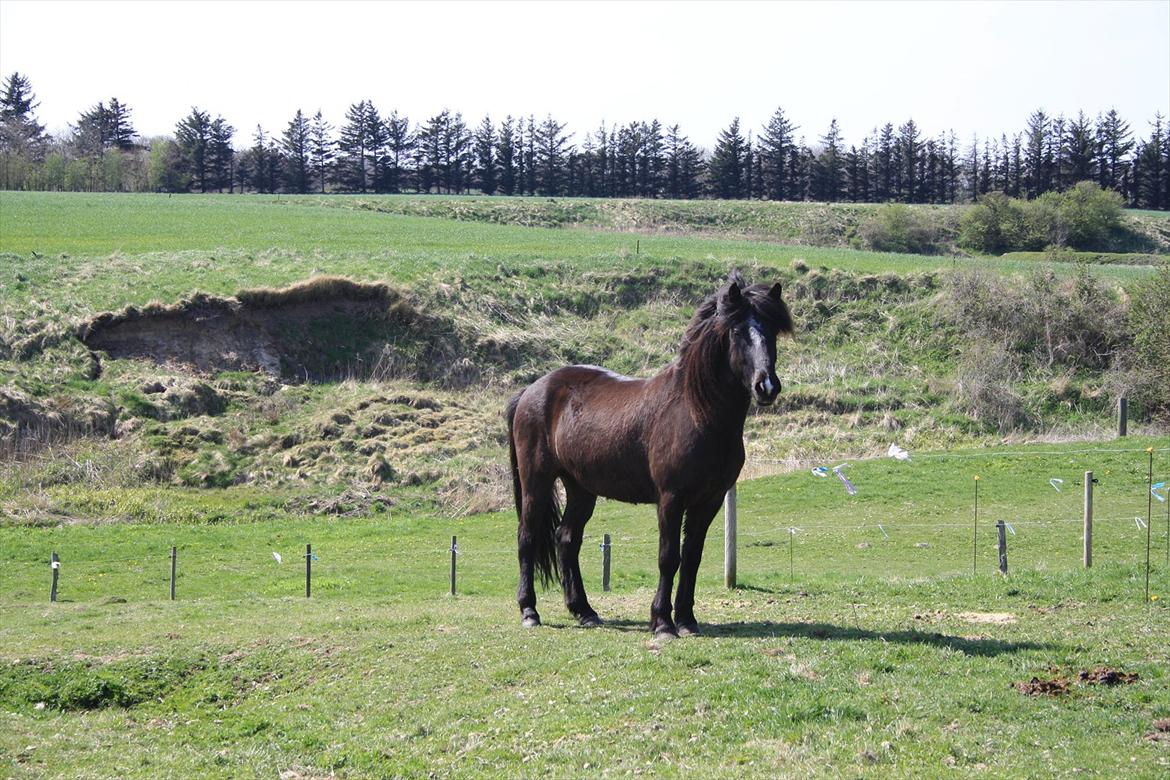 Islænder Ari fra Sysselhaven billede 17