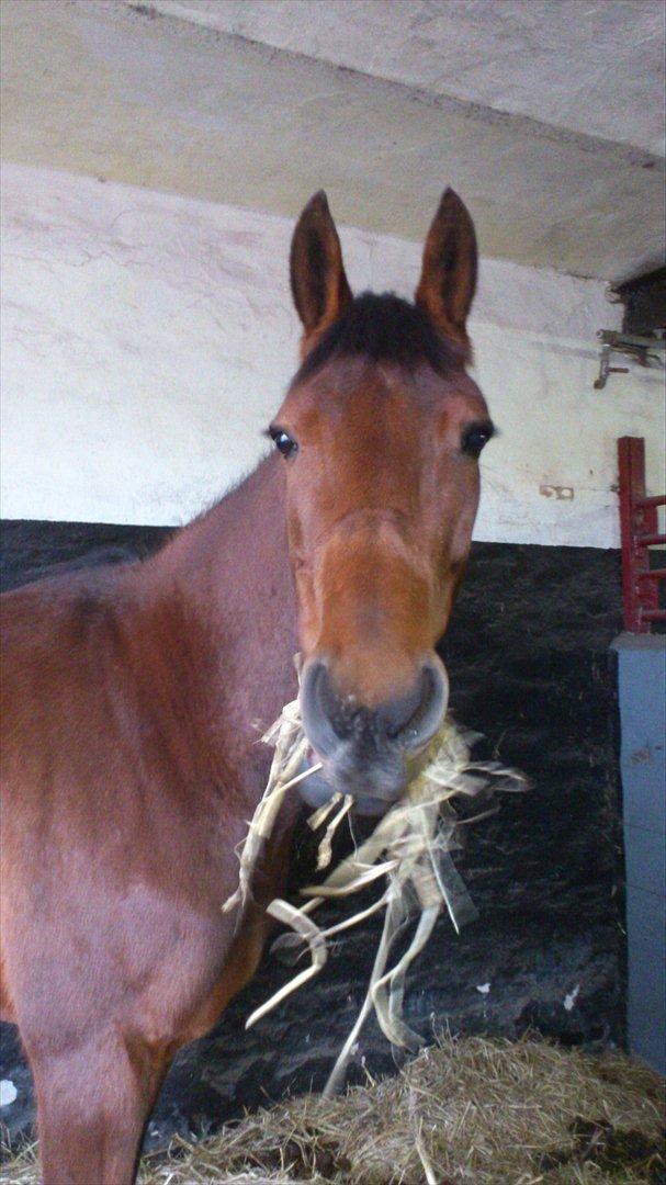 Traver Prøv DDS (hun kaldes Pearl) :-) billede 17