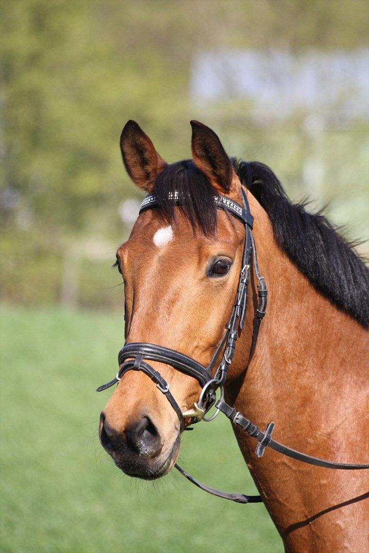 Holstener Chess Mate R.I.P <3 - Smukke hest <3 billede 10