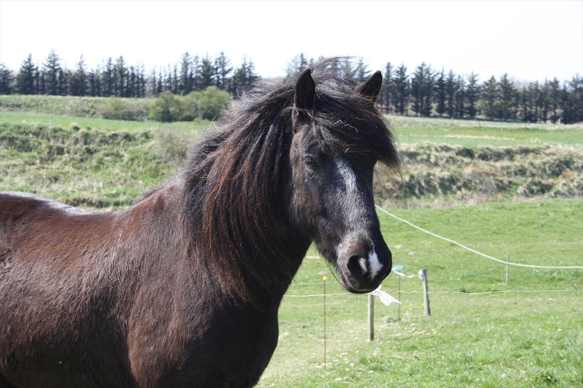 Islænder Ari fra Sysselhaven billede 18