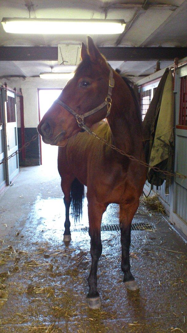 Traver Prøv DDS (hun kaldes Pearl) :-) billede 20