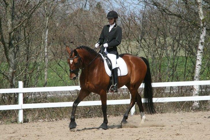 Dansk Varmblod World Dancer - World Dancer 29. april 2012 billede 1