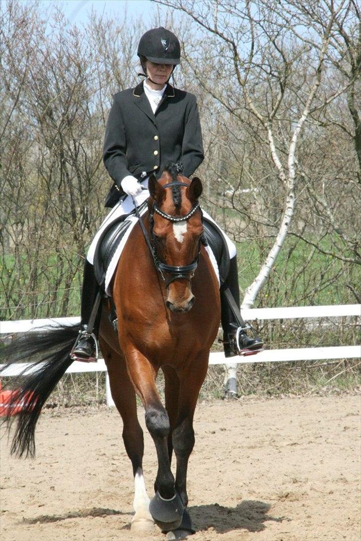 Dansk Varmblod World Dancer - opvarmning billede 5