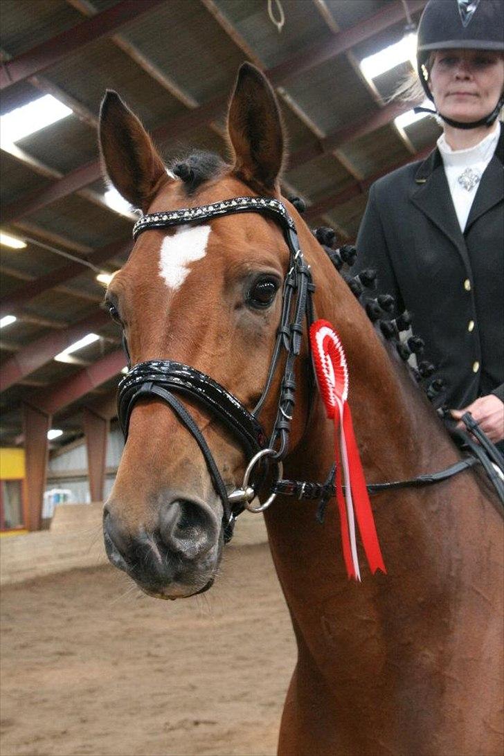 Dansk Varmblod World Dancer - Vinder af LA2 den 29. april 2012 billede 7