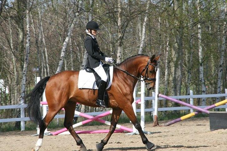 Dansk Varmblod World Dancer - Opvarmning billede 6