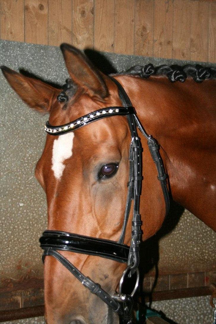 Dansk Varmblod World Dancer - Smukke dreng:-) billede 3