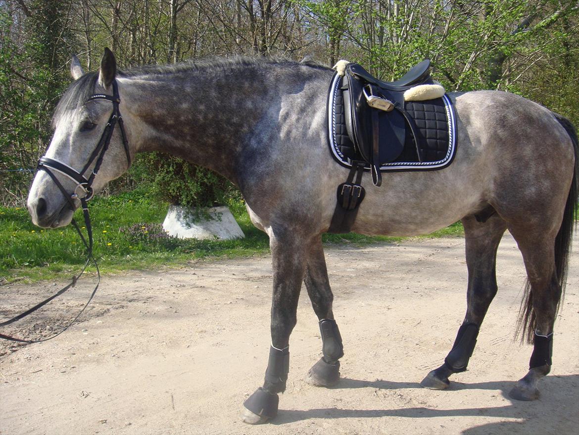 Holstener Colt 45 - Colt 30.04.12 billede 4