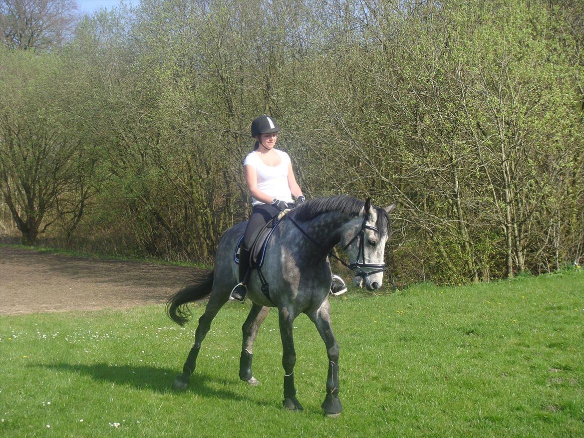 Holstener Colt 45 - Colt og jeg 30.04.12 billede 5