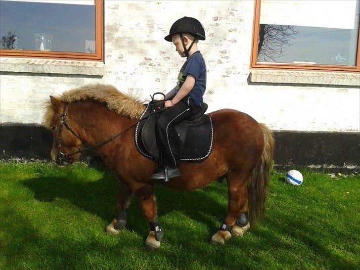 Shetlænder Dolf "Mascot" af Hola billede 1