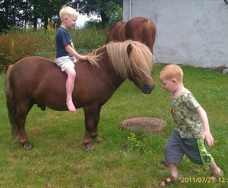 Shetlænder Dolf "Mascot" af Hola billede 2