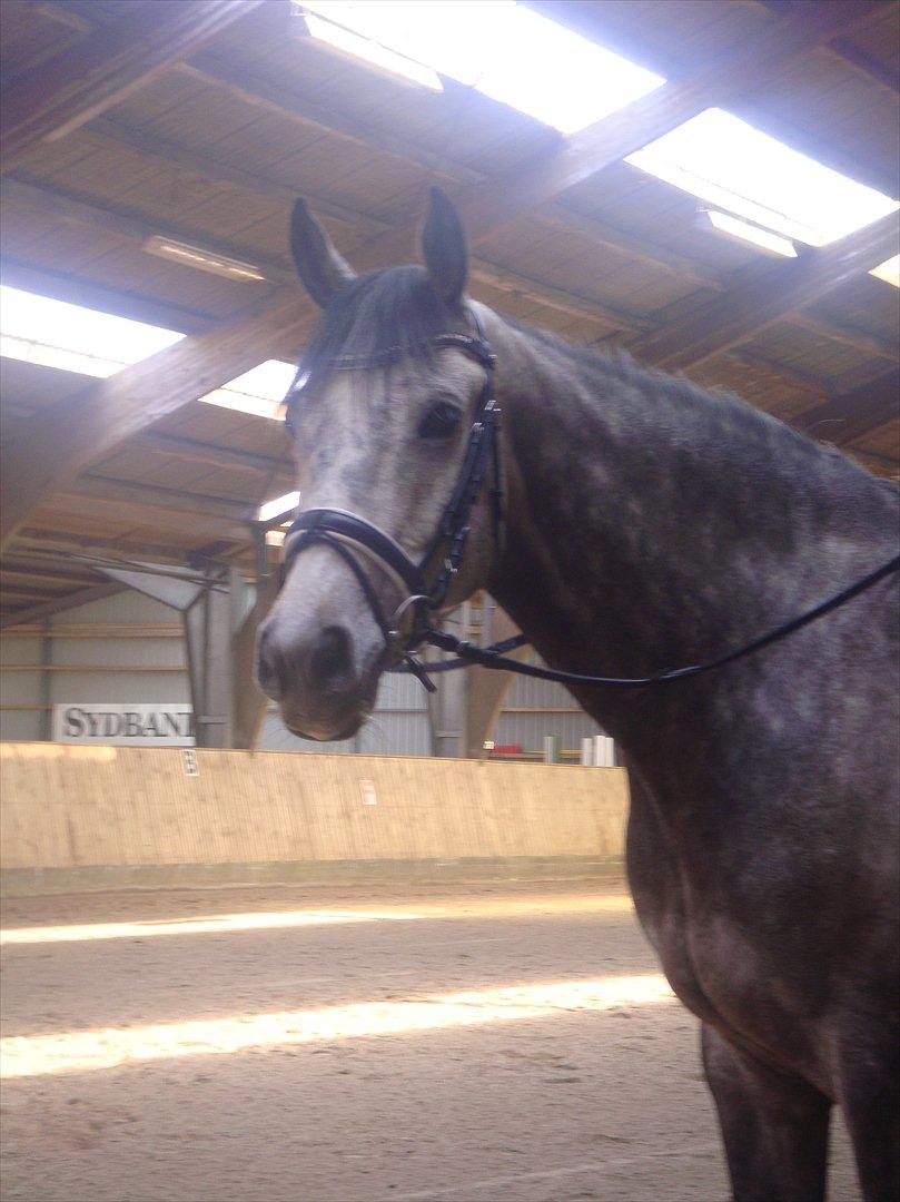 Holstener Colt 45 - 30.04.12 billede 7