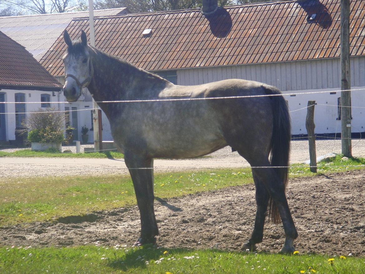 Holstener Colt 45 - Colttebassen på fold 30.04.12 billede 8