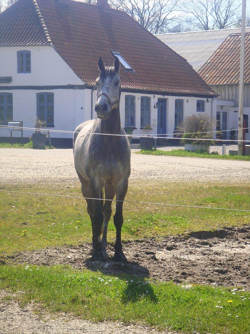 Holstener Colt 45 - Coltte på fold 30.04.12 billede 9