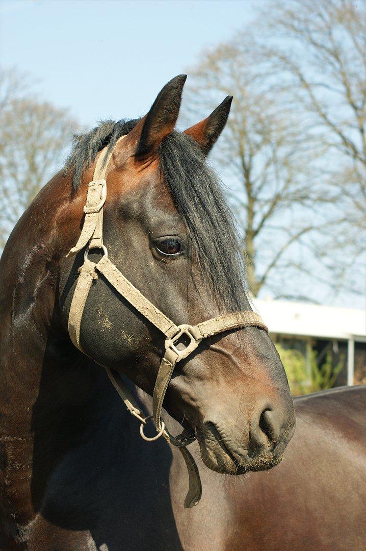 Oldenborg De Nero Af Støvlebæk billede 20