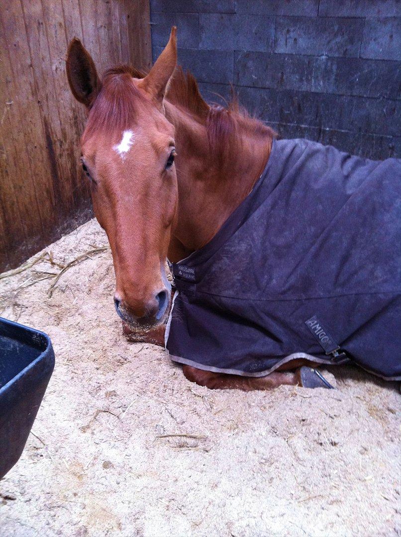 Dansk Varmblod Valiente billede 13