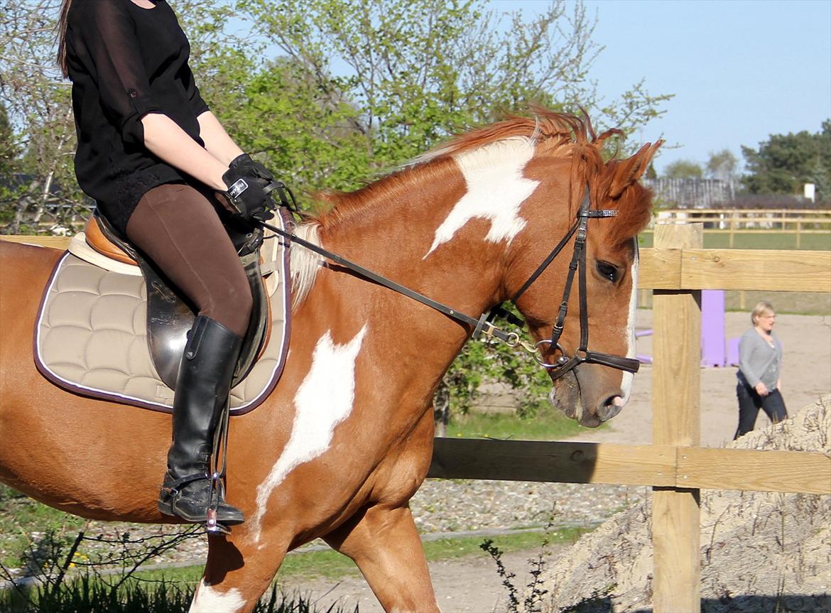 Hollandsk Sportspony Nicky (nixon) billede 14
