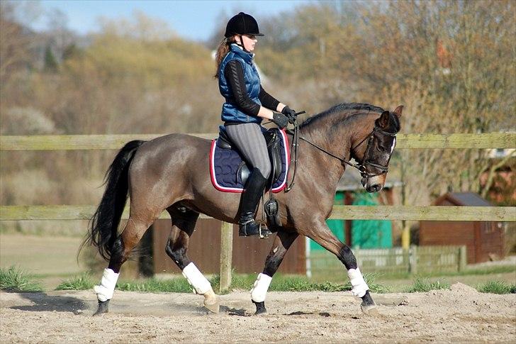 New Forest Elmholts Education A-pony (solgt) billede 4