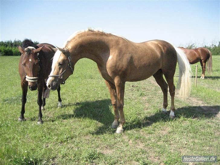 Traver /DV Musse [Solgt] - Musse til hingst, hun kunne desværre ikke komme i fol :'( billede 2